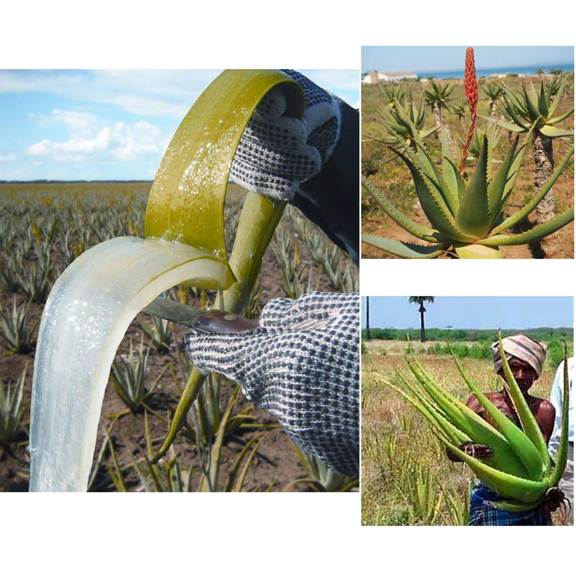 Layden Oil-One Touch to Gorgeous-North African Aloe Vera＆ Chebe Powder＆Moroccan Cloves Scalp & Hair Strengthening - Moyo Elikia