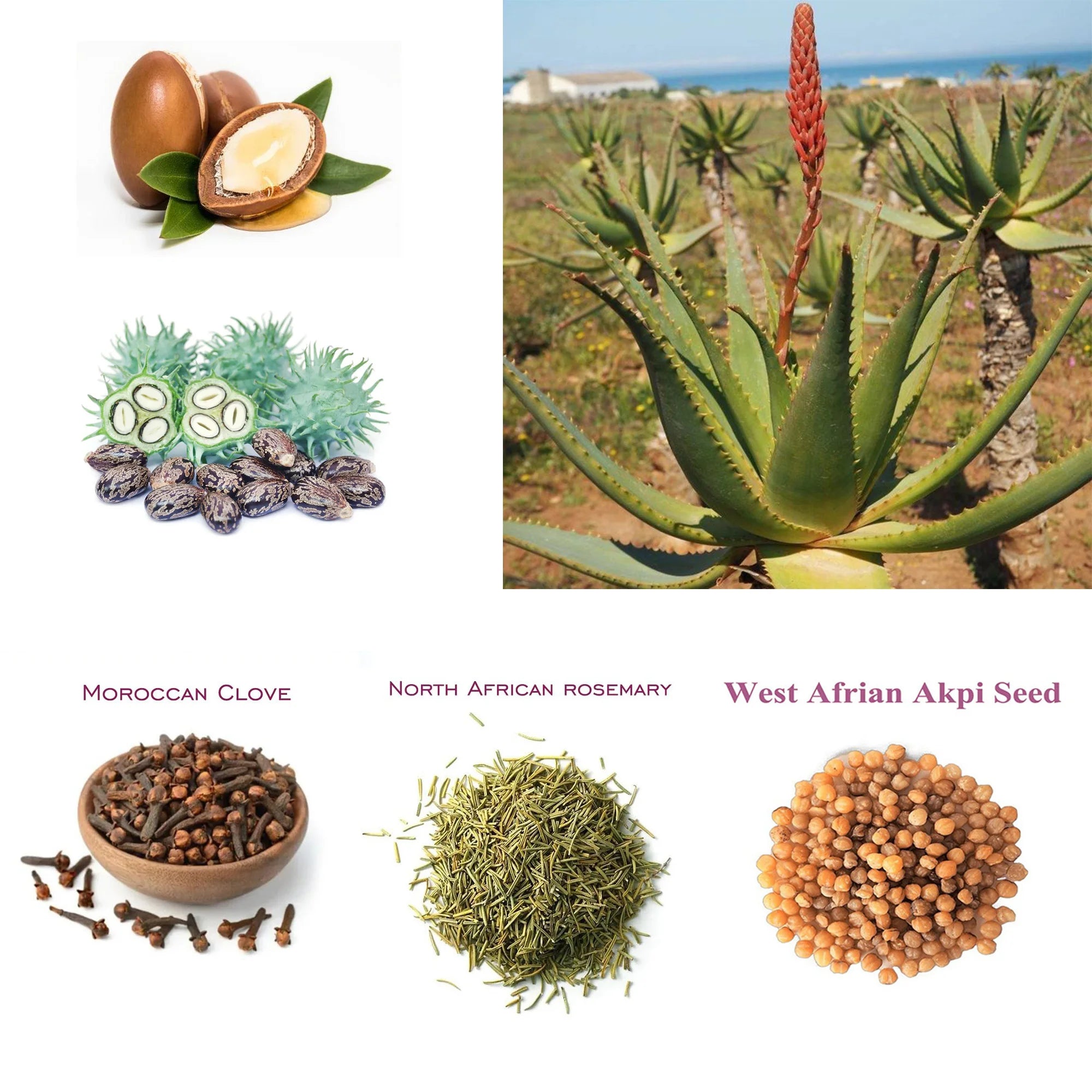 Layden Oil-One Touch to Gorgeous-North African Aloe Vera＆ Chebe Powder＆Moroccan Cloves Scalp & Hair Strengthening - Moyo Elikia